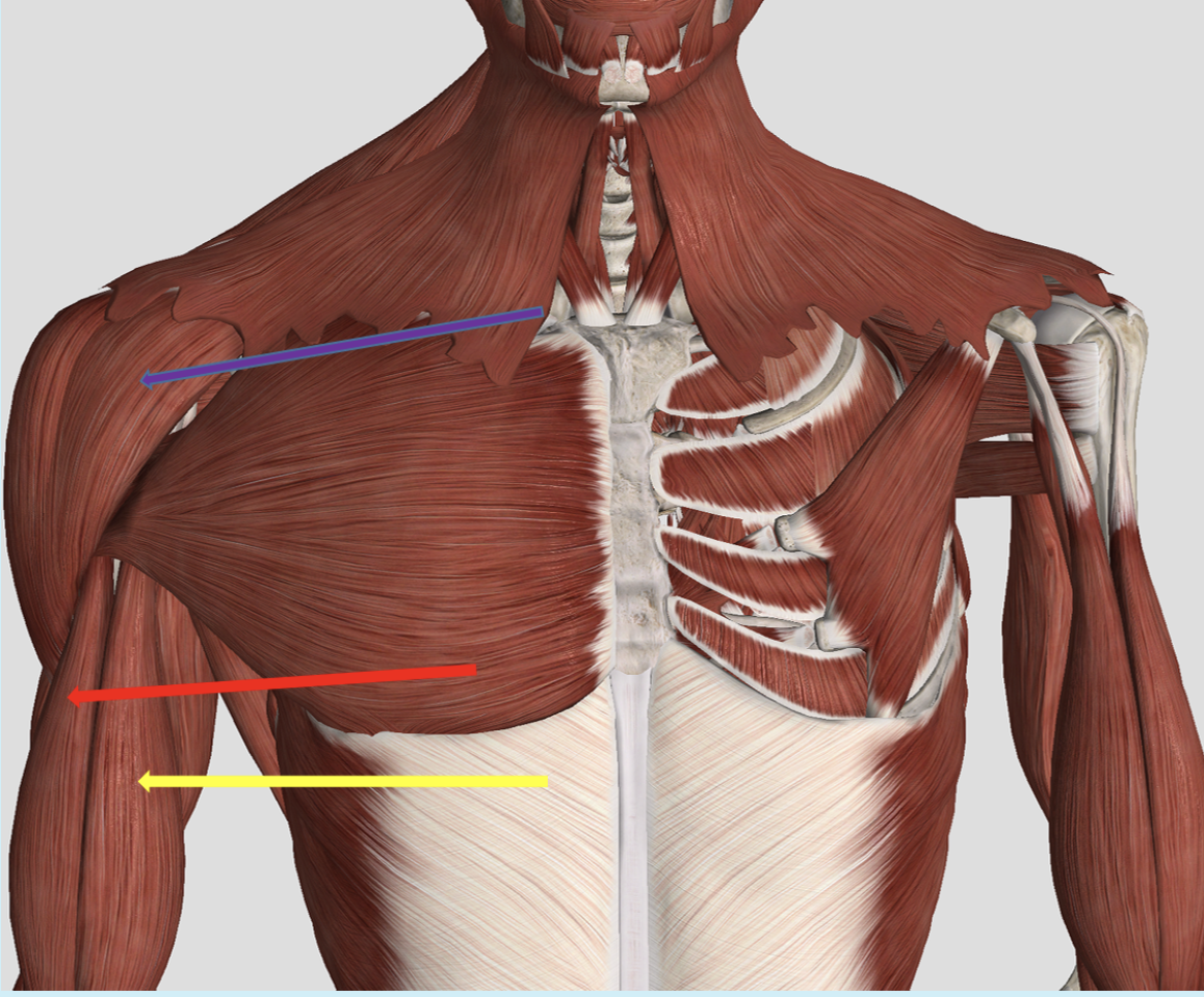 <p><span>Identify the muscle at the tip of the yellow arrow. BE SPECIFIC</span></p>