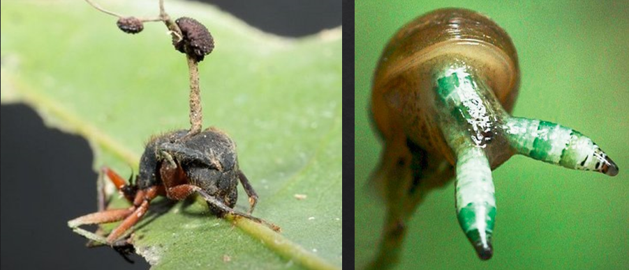 <p><span style="font-family: "Calisto MT";">Organisms that feed on but (typically) don’t kill host</span></p><p><span style="font-family: "Calisto MT";">Often directly remove nutrients from hosts, but not necessarily biomass</span></p>