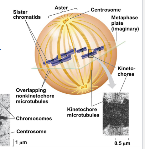 <p>Kinetochore microtubules shorten while</p><p>non-kinetochore (polar) microtubules</p><p>“push” against each other to extend the cell.</p>
