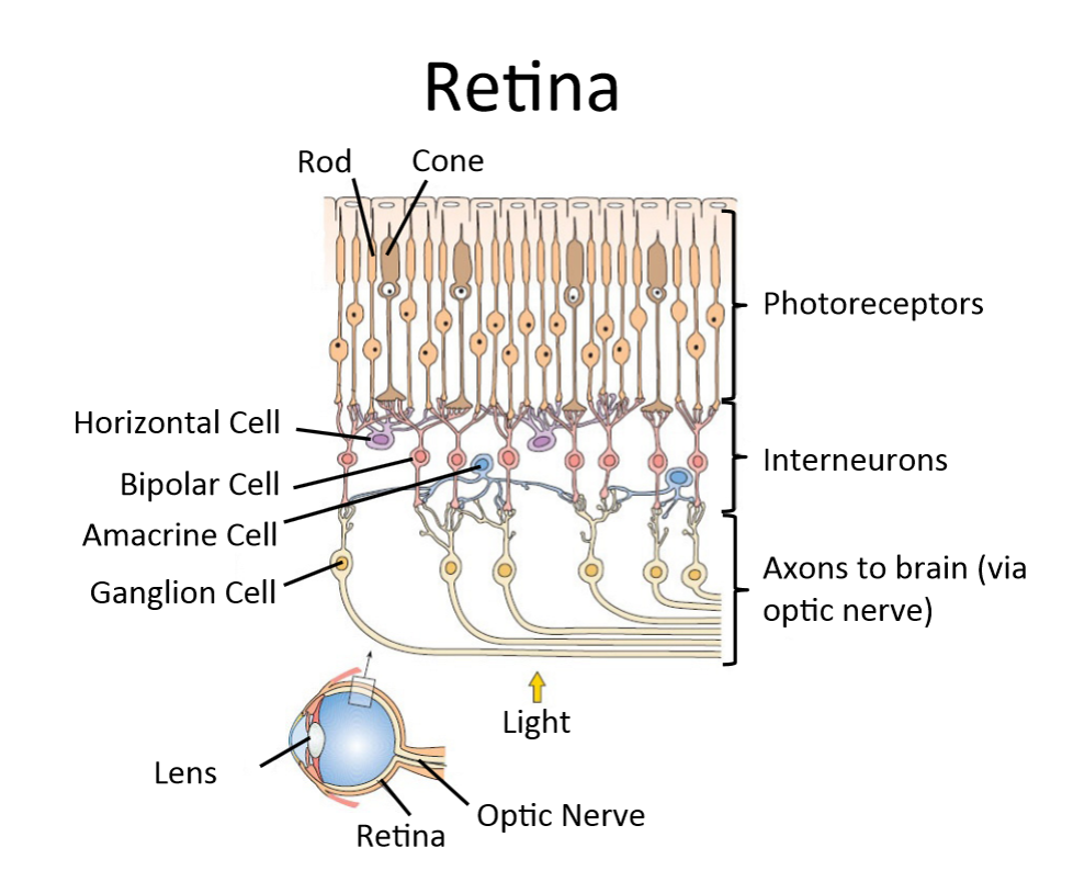 <p>Other Structures in the Retina</p>