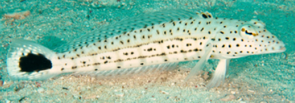 <p>Similar to lizardfish, no teeth</p>