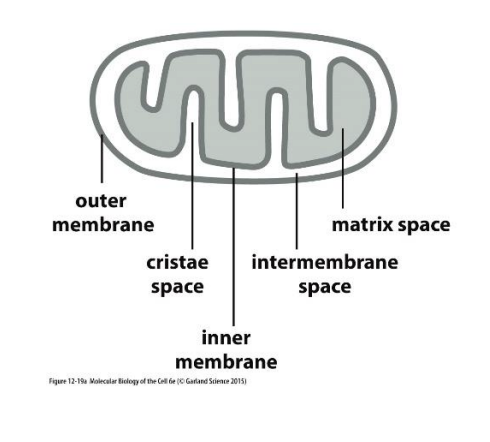 <p>Mitochondria have a double membrane with an outer membrane, intermembrane space, and an inner membrane forming cristae. The inner space (matrix) contains enzymes, ribosomes, and mitochondrial DNA. Their main functions include energy production (Krebs cycle and respiratory chain), fatty acid β-oxidation, regulation of calcium and redox signaling, and initiation of apoptosis via cytochrome c release.</p>