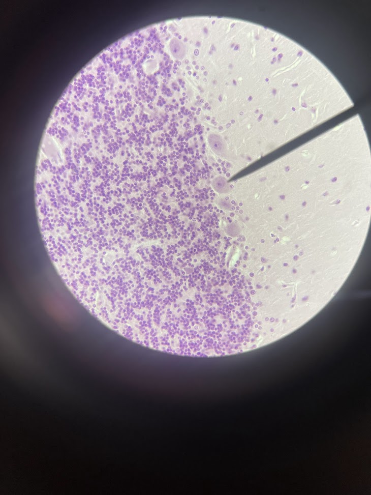 <p>tissue type + cell type</p>