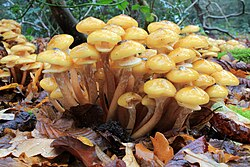 <p>Armillaria mellea</p>