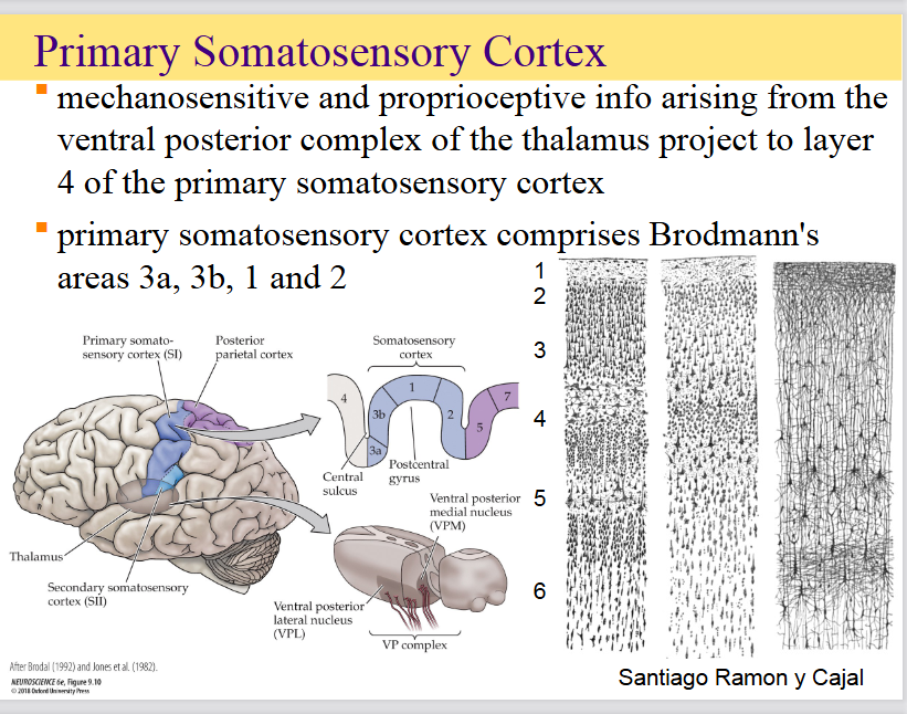 <p><span>is the primary cortical area of the brain responsible for processing mechanoreceptive and proprioceptive sensations</span></p><p><span>it comprises Brodmannss areas 3a, 3b, 1 and 2</span></p>