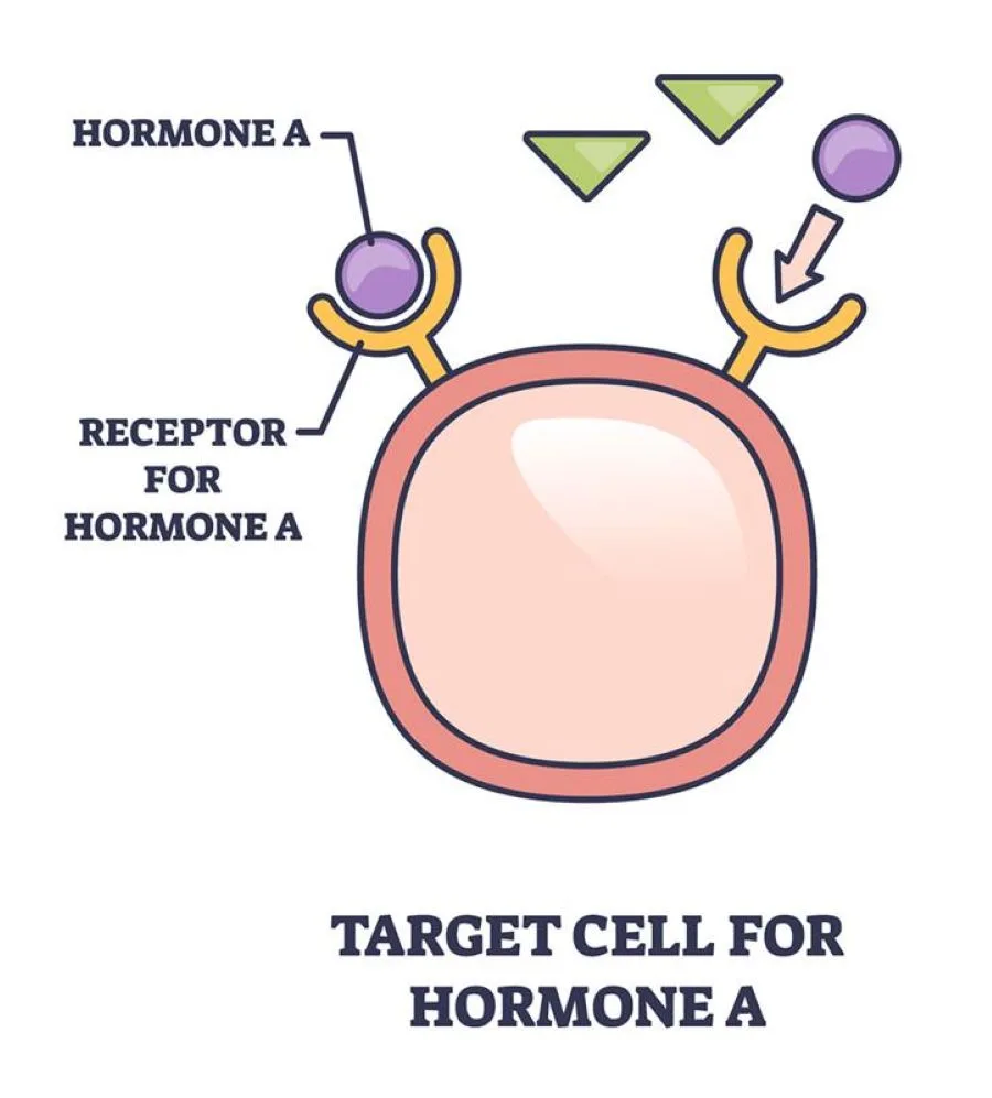 <p><span>Act as receptors for hormones</span></p>