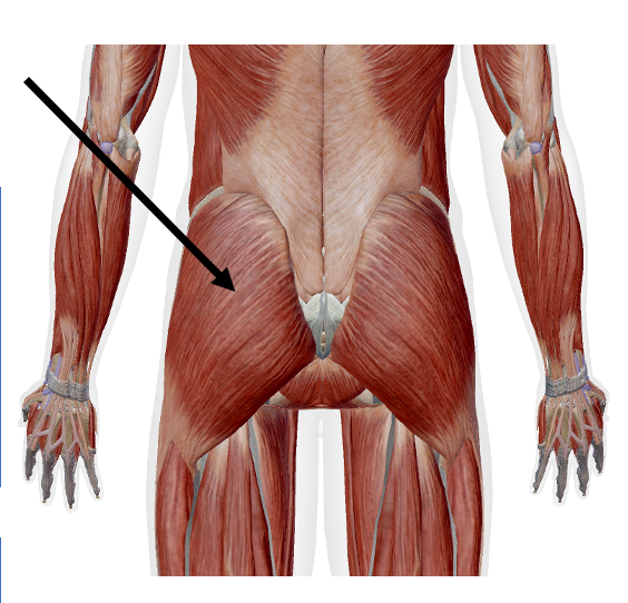 <p>Identify the name of the muscle that the arrow is pointing to in the image.</p>