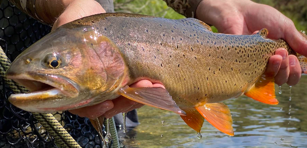 <p>Yellowstone cutthroat trout</p>