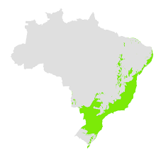 <p>Bioma Mata Atlântica</p>