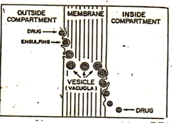 <ul><li><p><span style="background-color: transparent; font-family: "Arial Rounded", sans-serif;">Mirip dg penelanan bakteri oleh leukosit (fagositosis)</span></p></li><li><p><span style="background-color: transparent; font-family: "Arial Rounded", sans-serif;">Zat-zat yang diabsorpsi dengan cara ini: Vitamin larut dalam lemak (A, D, E, K),&nbsp;asam&nbsp; lemak dan lemak, telur parasit yang mencapai&nbsp;sirkulasi sistemik</span></p></li></ul><p></p>