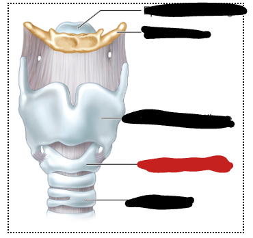 <p>ringlike cartilage marking end of larynx</p>