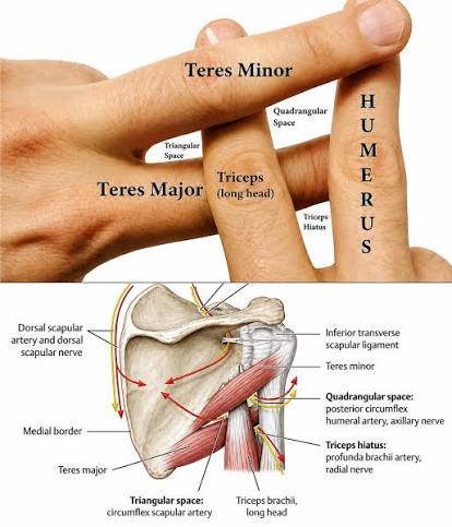 <p>Muscles of teres minor, teres major, long head of the tricep and the humerus create 3 anatomical spaces </p>