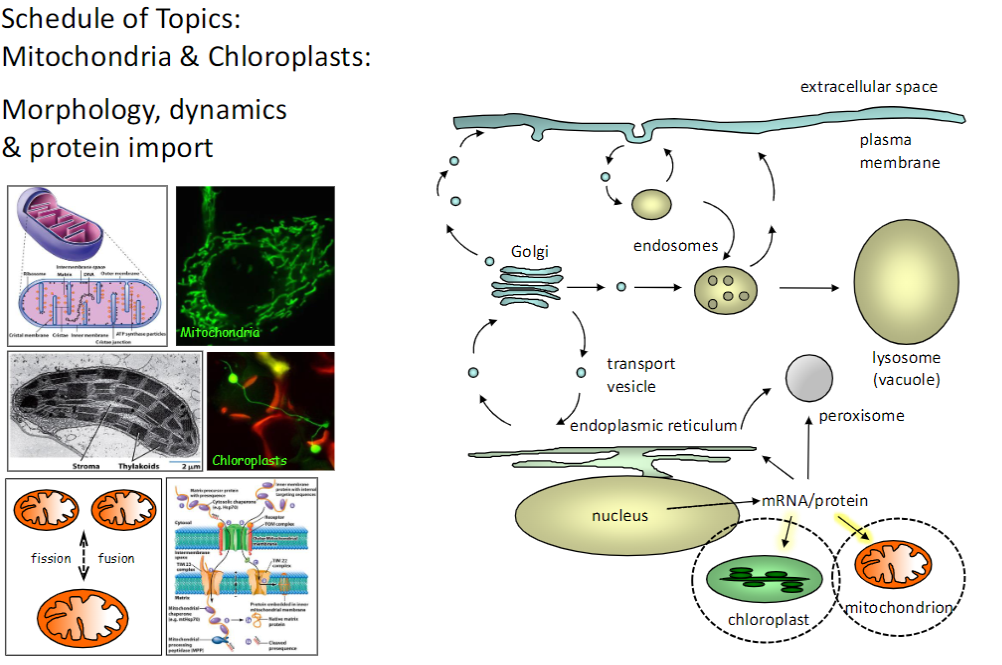 <p><strong>Morphology</strong><br> Mitochondria: <strong>double membrane</strong>, inner membrane folded into <strong>cristae</strong><br> Chloroplasts: <strong>double membrane</strong>, internal <strong>thylakoid membranes</strong></p><p><strong>Dynamics</strong><br> <strong>Fission, fusion, and movement</strong> within the cell to meet <strong>energy needs</strong></p><p><strong>Protein Import</strong><br> Proteins are <strong>synthesized in the cytoplasm</strong> and <strong>imported</strong> into organelles via <strong>specific translocases</strong></p><p><strong>Key Point</strong><br> Mitochondria and chloroplasts rely on <strong>imported proteins</strong> and dynamic <strong>morphology</strong> for proper <strong>energy production and function</strong></p>