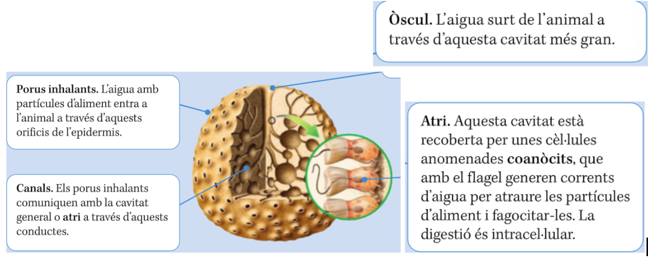 <p>Porífer, esponja</p>