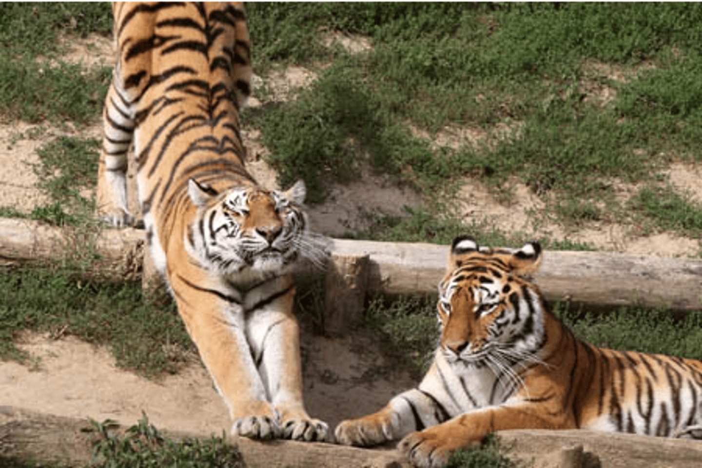 <p>TRANSLATION: удаётся увеличить популяцию</p><p>DEFINITION: to manage to raise the number of animals in a species</p><p>EXAMPLE: Thanks to breeding programs, scientists have ........................ of the Amur tiger. Благодаря программам разведения учёным УДАЛОСЬ УВЕЛИЧИТЬ ПОПУЛЯЦИЮ амурского тигра.</p>