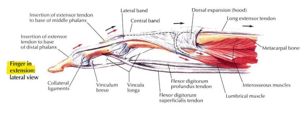 <p><strong>Lateral bands rest dorsally in extension</strong> (lateral view), and drops… </p>