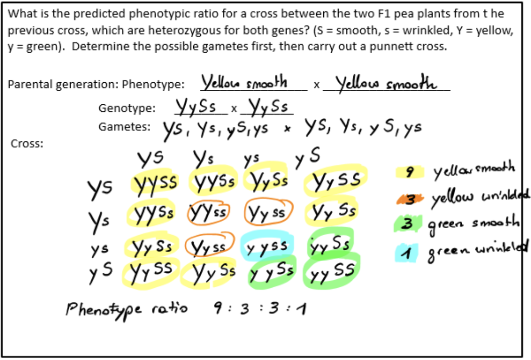 <p>investigates inheritance of two traits controlled by two genes, whether inherited together or independently</p><ul><li><p>application of law of segregation and independent assortment</p></li></ul><p></p>