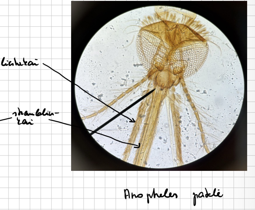 <p>Uodo pateles galva - anopheles genties</p>