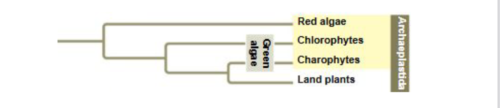 <p>Supergroup ______ includes green algae, red algae, and land plants</p>