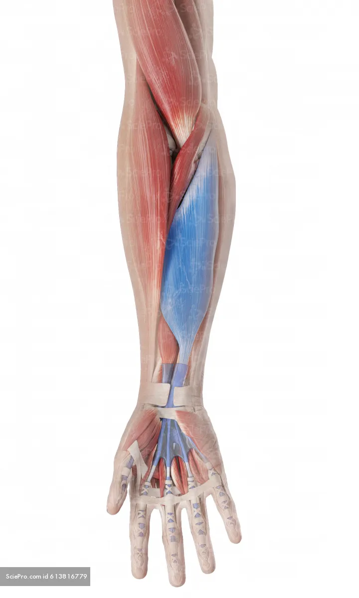 <p>What is this muscle?</p>