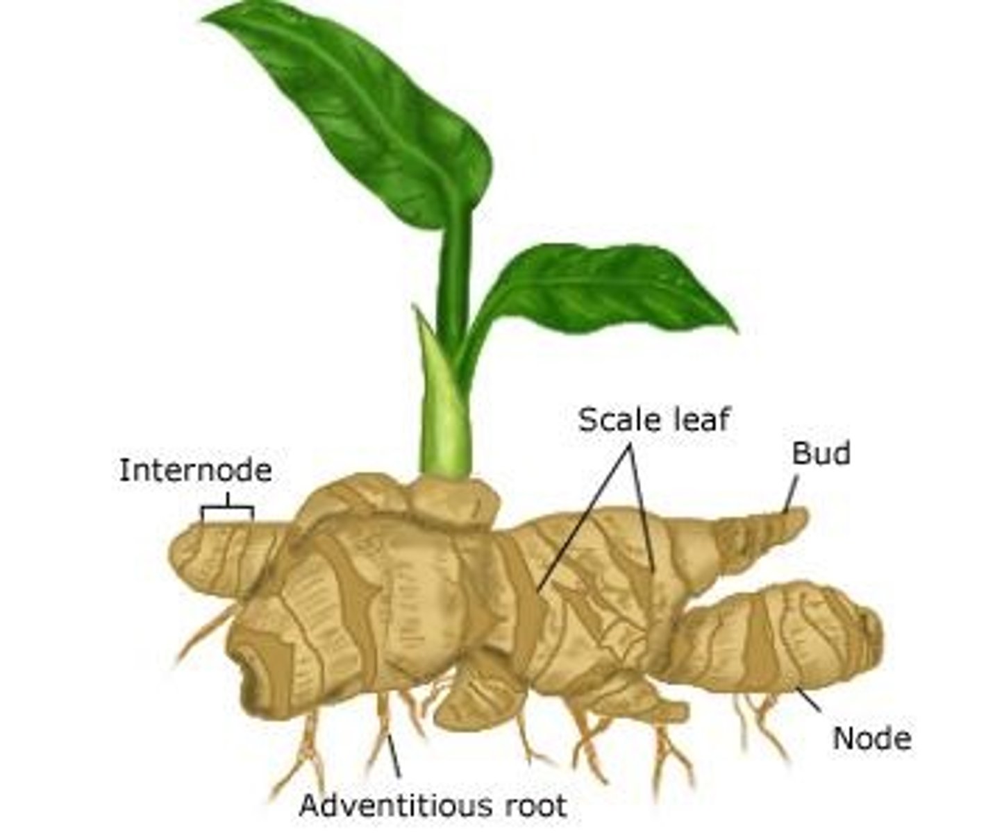 <p>a continuously growing horizontal underground stem which puts out lateral shoots and adventitious roots at intervals. Ex. Ginger</p>