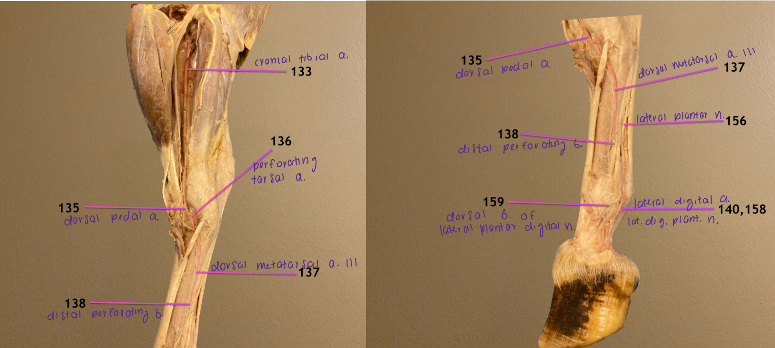 <ol start="133"><li><p>cranial tibial a.: deep to cranial tibial m., popliteal a. branches into this &amp; caudal tibial a.</p></li></ol><ol start="135"><li><p>dorsal pedal a.: ^ changes name to this at the hock</p></li><li><p>perforating tarsal a.: branch of ^, will pass thru tarsal canal to reach plantar surface</p></li></ol><p></p>