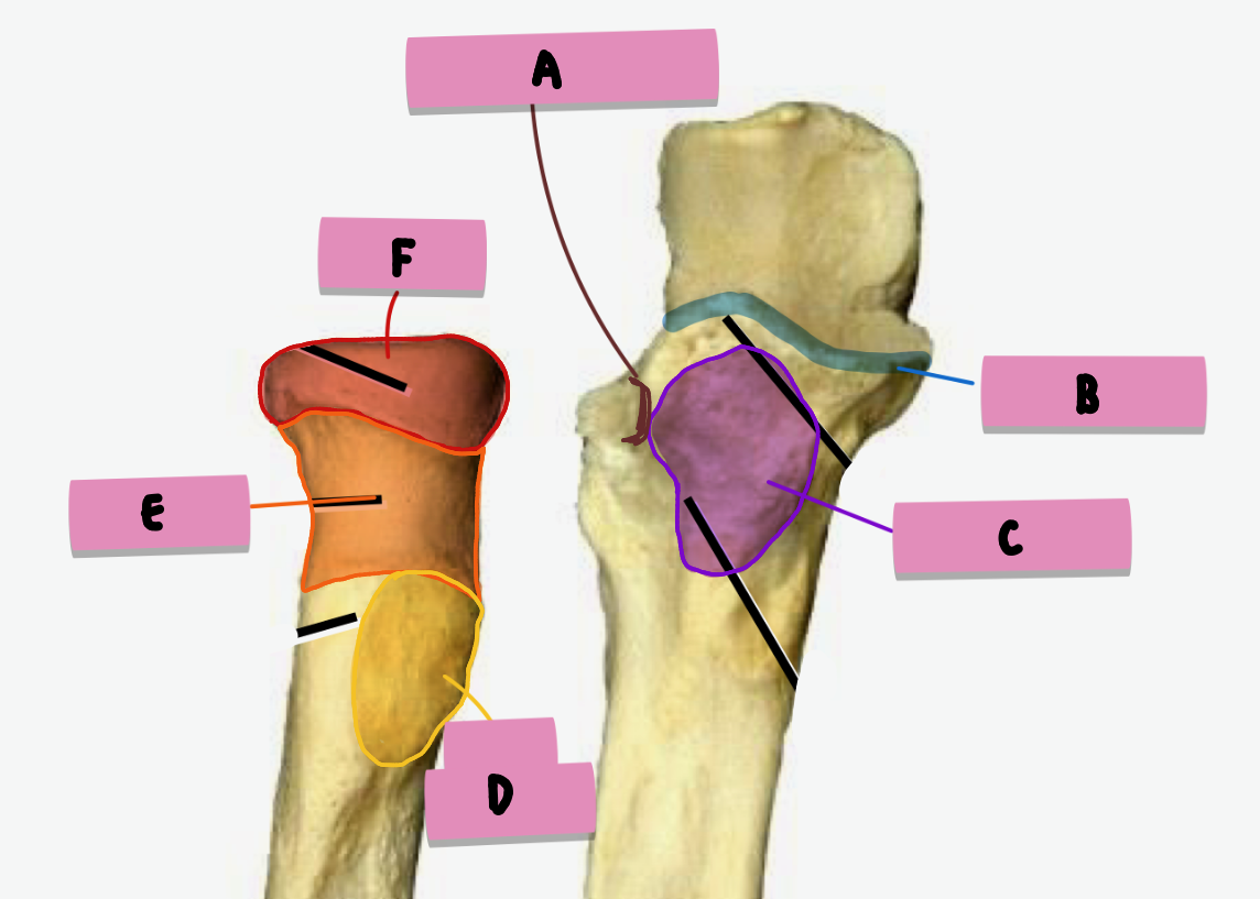 <p><strong>label </strong>the <strong>features </strong>(<strong>ant/proximal </strong>radius + ulna)</p>