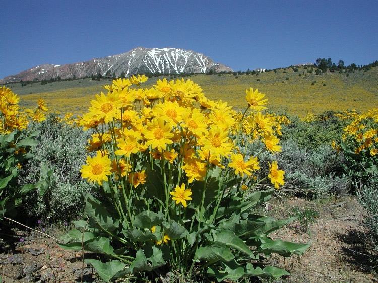 <p>Arrow-Leaved Balsamroot</p>