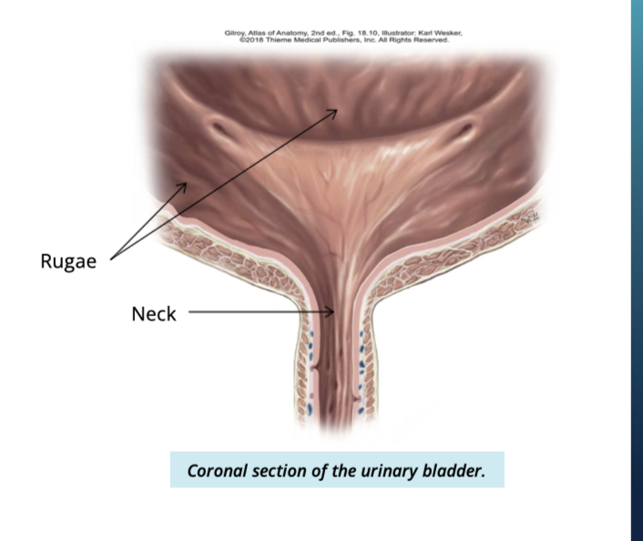 <ul><li><p>Rugae → folded appearance</p><ul><li><p>allows bladder to expand </p></li></ul></li></ul><p></p>