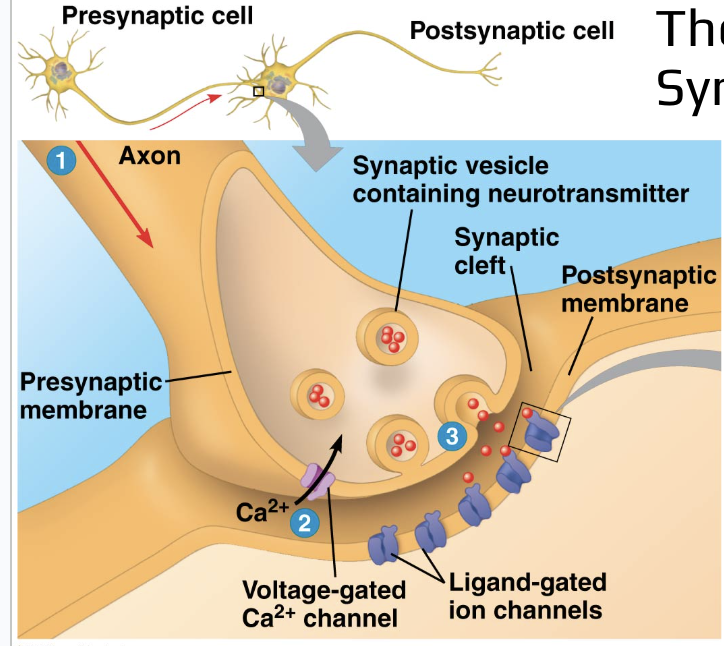 <ul><li><p>the space between the pre- and post-synaptic neurons</p></li><li><p>where vesicles release neurotransmitters, where a neuron communicates with its partner</p></li><li><p>can be between</p><ul><li><p>neuron</p><ul><li><p>axo-dendritic</p></li><li><p>axo-axonic</p></li><li><p>axo-somatic</p></li></ul></li><li><p>glands (neuroglandular junction)</p></li><li><p>muscles (neuromuscular junction)</p></li></ul></li></ul><p></p>