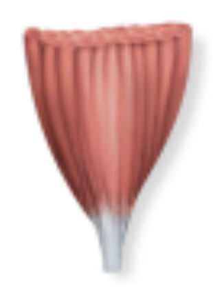 <p>muscle fibers that spread widely across a broad origin (base) and pull together toward a single, narrow insertion point (apex)</p>