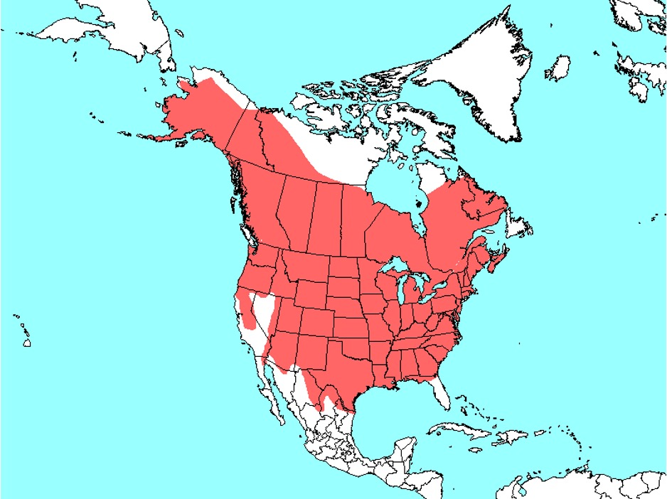 <p><span>North American beaver</span></p>