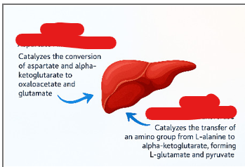 <p>What are two clinically significant <strong>enzymes </strong>that catalyze transamination reactions involving <strong>alanine and aspartate</strong></p><p></p>