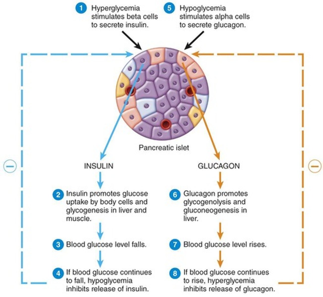<p>- Secreted when blood glucose levels are high</p><p>- Lowers blood glucose concentration</p><p>FUNCTIONS:</p><p>- Stimulates uptake of glucose by body cells (especially the liver and skeletal muscles)</p><p>- Conversion of glucose to glycogen</p><p>- Increases the use of glucose in respiration</p><p>- Conversion of excess glucose to fat</p>