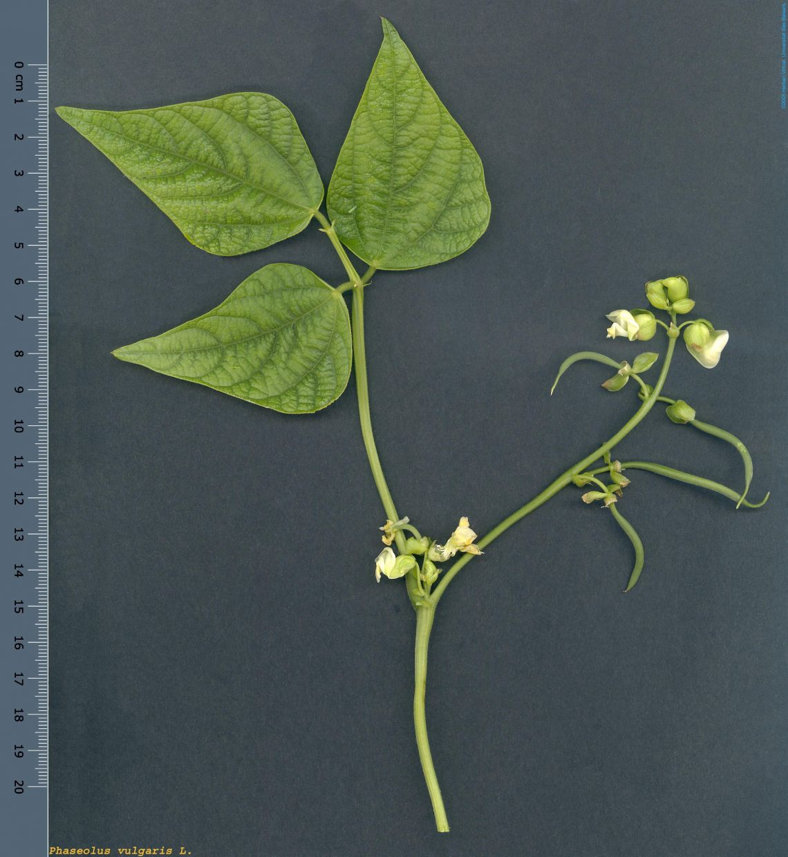 term image