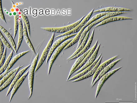 <p>Identify</p>