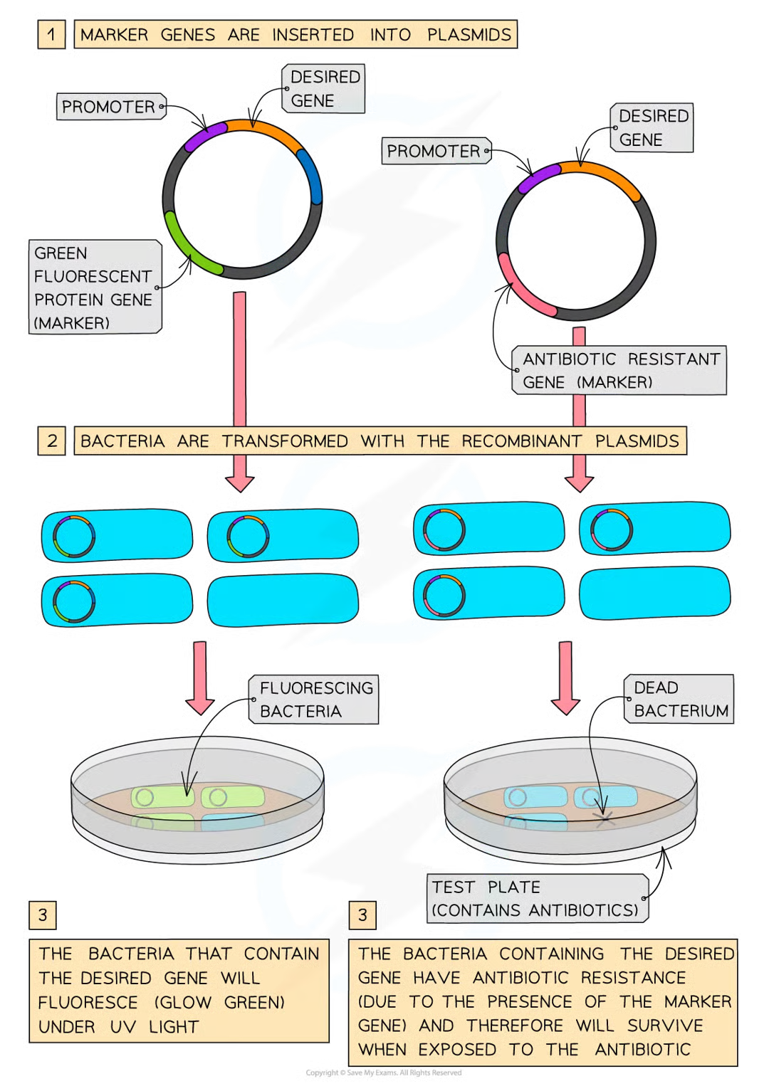 <p>gene that is transferred w desired gene to enable scientists to identify which cells have been successfully altered and now contain recombinant dna. antibiotic resistant genes often used</p>