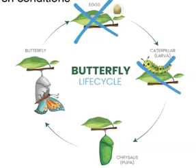 <p>Organisms employ diverse reproductive strategies based on energy availability, including timing reproduction and investing in offspring to maximize their reproductive success in the face of resource constraint.</p><ol><li><p>When energy resources are limited, animals may prioritize survival over reproduction, reducing or halting reproductive activity.</p></li></ol><ol><li><p>When energy resources are abundant, animals may allocate more energy to reproduce, and increase their reproductive output.</p></li></ol><p>For example, many insects like some moths and butterflies, entire reproduce dipause <strong>(this is when an organism temporally stops or slows down reproduction to save energy during bad environmental conditions)</strong> during unfavorable seasons, such as winter, to survive harsh conditions.</p>