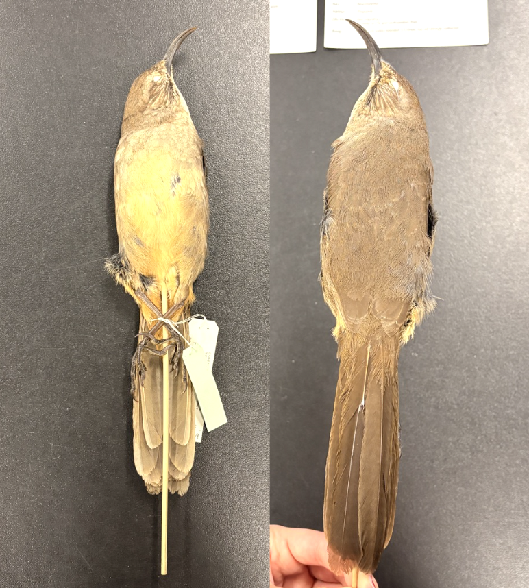 <p>• Plain brown upperparts with buffy underparts</p><p>• <strong>Orange undertail coverts</strong></p><p>• No wing bars</p><p>• Buffy supercilium and strong, dark eye line and cheek</p><p>• Long, decurved, blackish bill</p><p>• Dark iris</p>