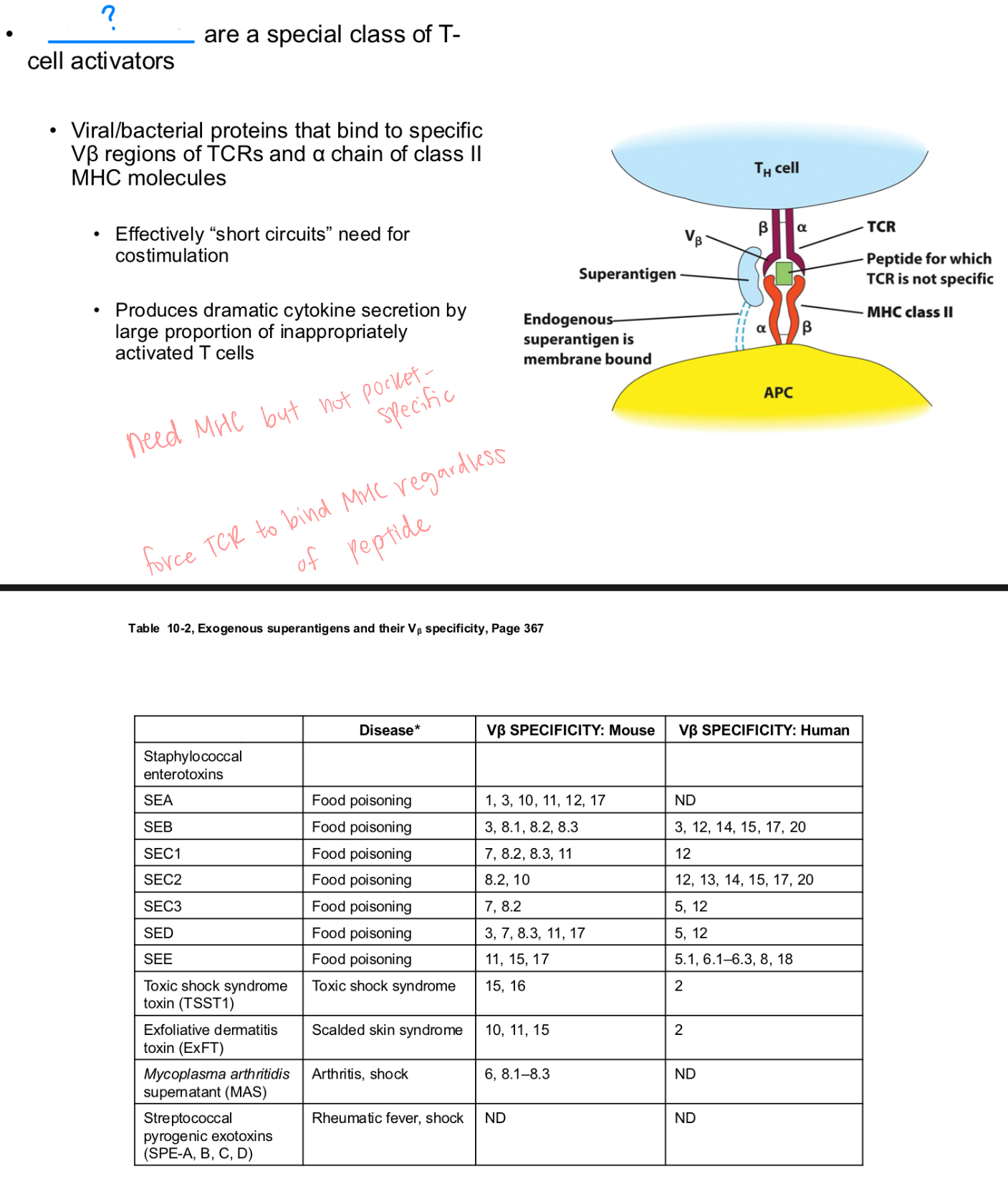<p>a type of microbial protein (usually from bacteria or viruses) that causes an abnormally large and nonspecific activation of T cells, leading to an intense and potentially dangerous immune response.</p><ul><li><p>Binds directly to MHC class II <br>(_ the normal peptide-binding groove)</p></li></ul><p></p>