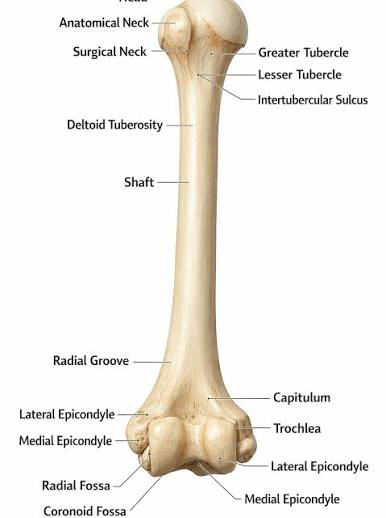 <ul><li><p>head of humerus</p></li><li><p>trochlea</p></li><li><p>capitulum </p></li></ul><p></p>