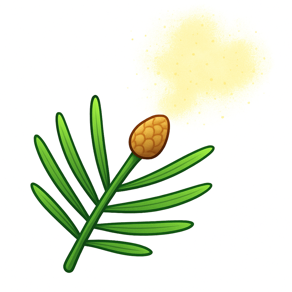 <p>The type of conifer cone that releases powdery pollen into the wind.</p>