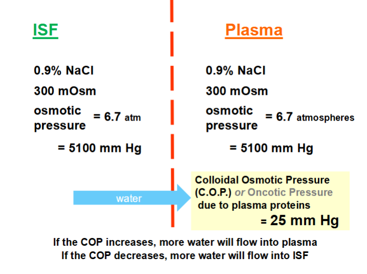 <ul><li><p>Diffusible solutes do NOT contribute, because they become equally distributed on the 2 sides of the membrane</p></li><li><p>Plasma Proteins are <strong>Non-Diffusible</strong> therefore, they can exert an osmotic effect</p></li><li><p>This effect is known as the <strong>Colloidal Osmotic (Oncotic) Pressure (C.O.P.) of Plasma = 25 mm Hg</strong></p></li><li><p>For a net flow of water between compartments (ISF and Plasma) there must be a difference in osmotic pressure</p><ul><li><p>Hence:</p><ul><li><p><strong>If the COP increases, more water will flow into plasma</strong></p></li><li><p><strong>If the COP decreases, more water will flow into ISF</strong></p></li></ul></li></ul></li></ul><ul><li><p>PLS LOOK AT DIAGRAM IT HELPS</p></li></ul><p></p>