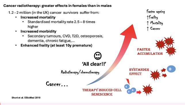 <ul><li><p><strong>Females:</strong></p><ul><li><p>Greater long-term effects (↑ mortality, morbidity, frailty)</p></li><li><p>Faster ageing / damage accumulation</p></li></ul></li><li><p>Mechanism:</p><ul><li><p>Therapy-induced senescence + bystander effects</p></li></ul></li></ul><p></p><ul><li><p>Females respond better to therapy but have more side effects</p></li></ul><p></p>