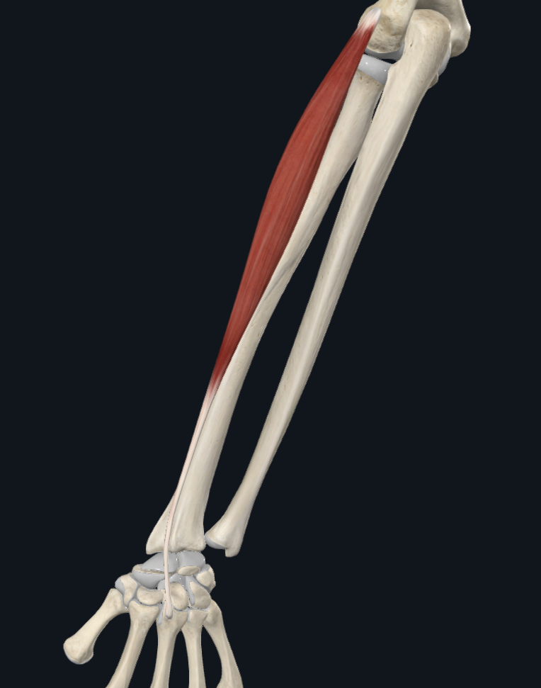 <p>Origin:</p><p>Insertion:</p><p>Innervation:</p><p>Main action:</p>