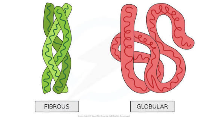 <p>A protein with a long or extended structure that often provides strength and support</p>