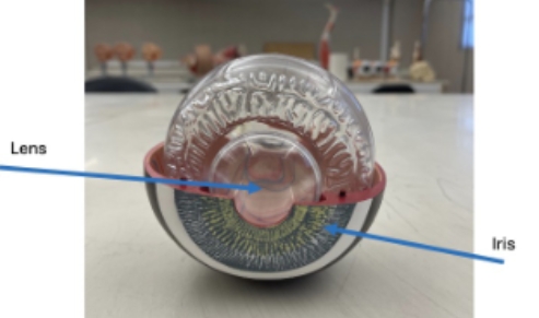 <p>iris, lens</p>