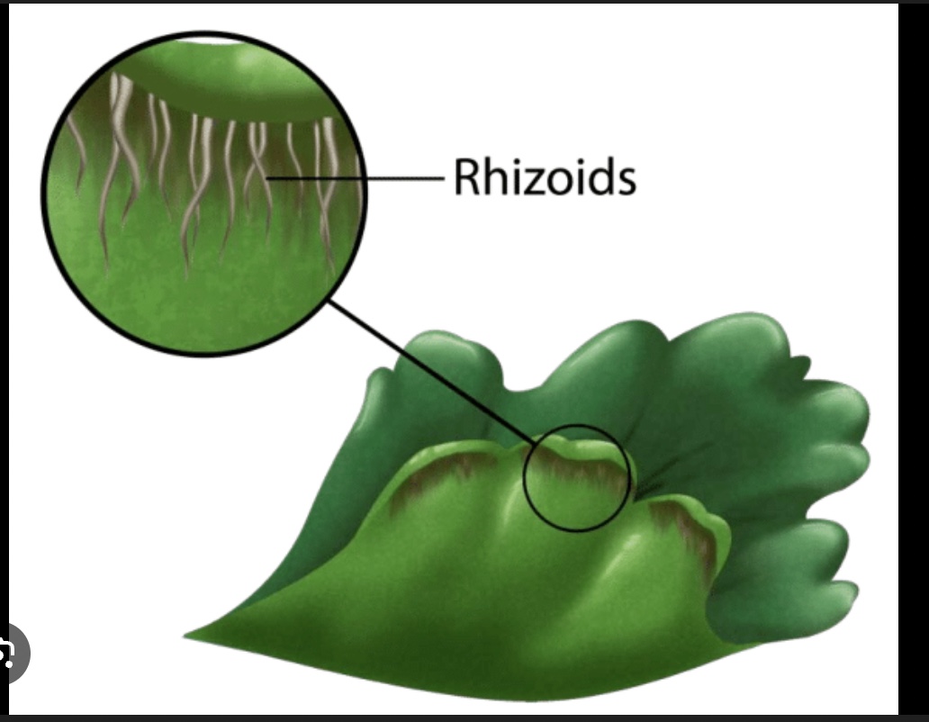 <p>Rhizoid</p>