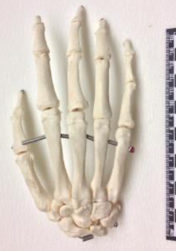 <p>Articulated Human Hand (Replica) Specimen Fast Facts</p>