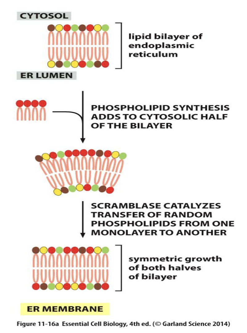 <ol><li><p>phospholipid synthesis adds to cytosolic half of bilayer</p></li><li><p>scramblase catalyzes transfer of lipids from one monolayer to the other</p></li><li><p>symmetric growth of both halves of bilayer</p></li></ol><p></p>